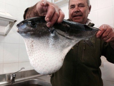 Il pesce catturato nel Golfo di Orosei