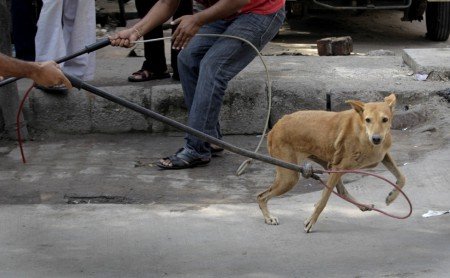 India Stray Dogs