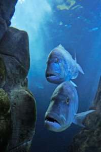 L'Acquario di Cala Gonone