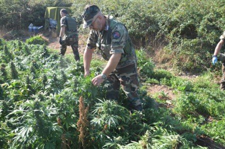 I Carabinieri nella piantagione di marijuana scoperta a OruneI Carabinieri nella piantagione di marijuana scoperta a Orune