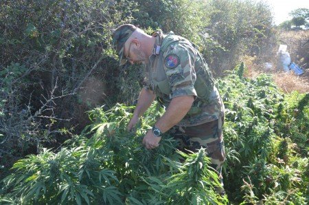 I Carabinieri nella piantagione di marijuana scoperta a Orune