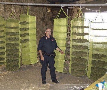 La marijuana posta a essiccare