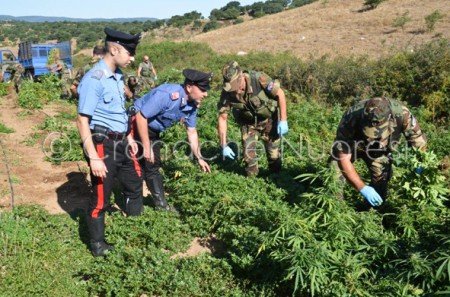 La piantagione di marijuana scoperta a Osidda (© foto S.Novellu)