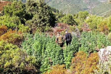 La piantagione di marijuana scoperta a Lodine