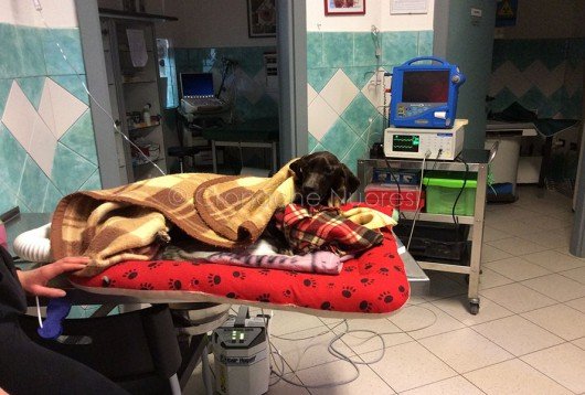 Mauro, il cane ritrovato agonizzante nei pressi di Sorgono