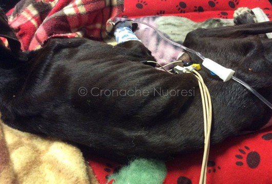 Mauro, il cane ritrovato agonizzante nei pressi di Sorgono