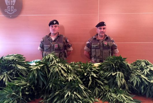 Una parte della maijuana sequestrata a Oliena