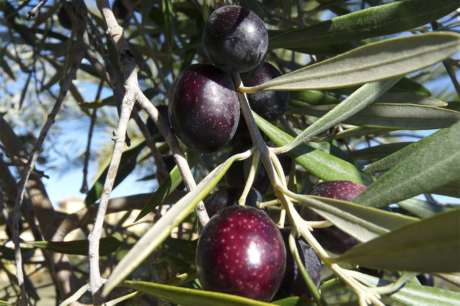 A.P.A.N. Sardegna: questa sera il seminario sulla certificazione di “Qualità ISO del settore Edile e Agroalimentare”