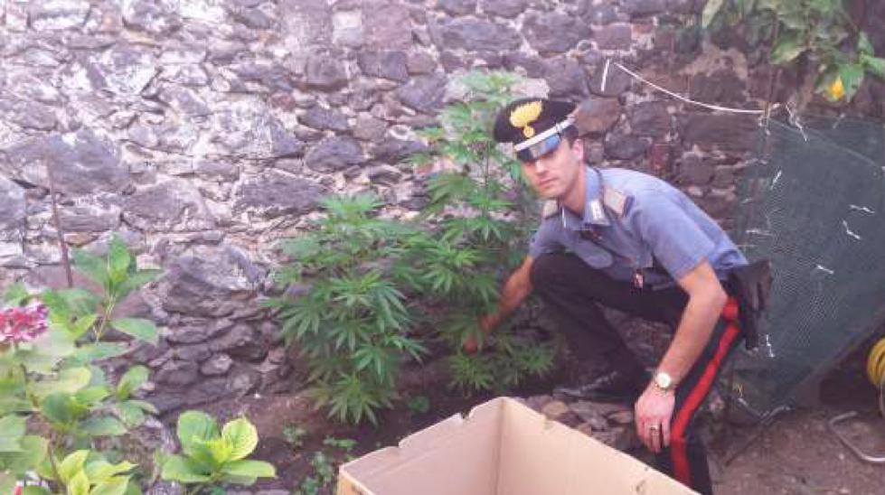 Coltivava marijuana nel giardino di casa: denunciata una donna di Dorgali