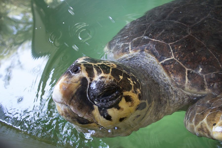 La Regione tutelerà la tartaruga “Caretta caretta”