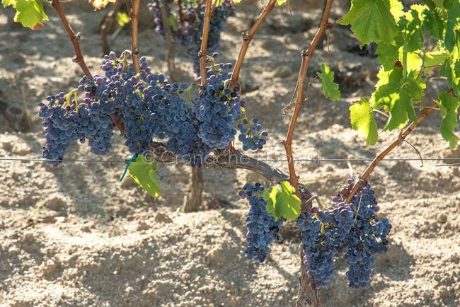 Grappoli d'uva in un vigneto nei pressi di Orgosolo (foto S.Novellu)