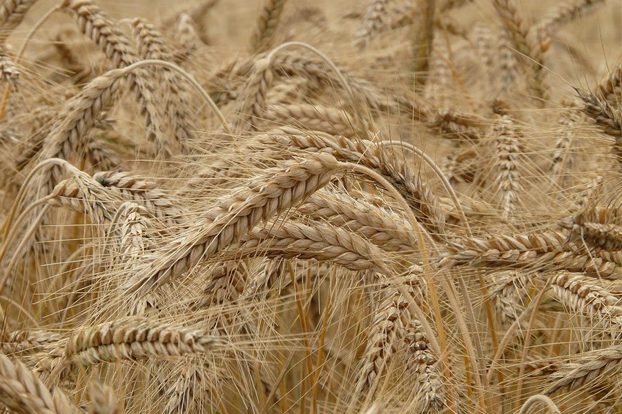 Il grano monococco al centro di un convegno organizzato domani all’Università  dal FAI di Nuoro