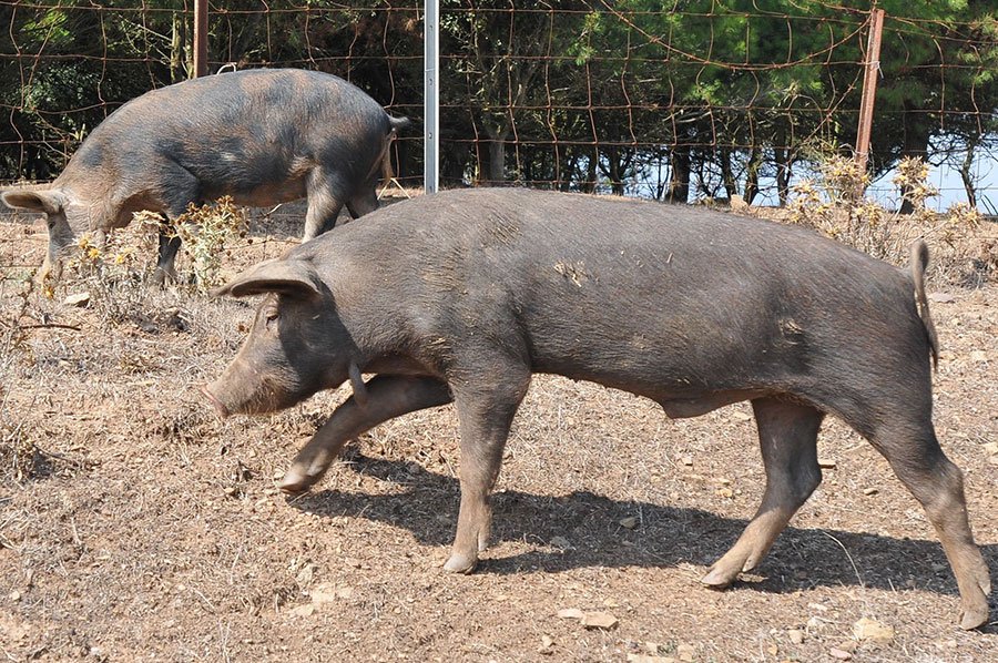 Peste suina. Controllate decine di aziende: a Collinas e Villagrande abbattuti 37 capi