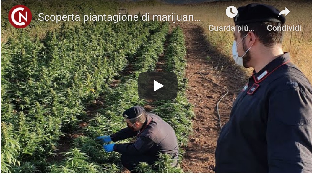 Allevatore in manette per coltivazione di marijuana: colto in flagrante ad accudire la sua piantagione