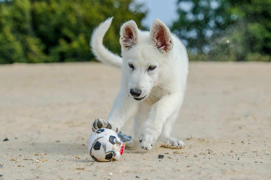 AIDAA. Attivo il numero per la tutela dei cani in spiaggia