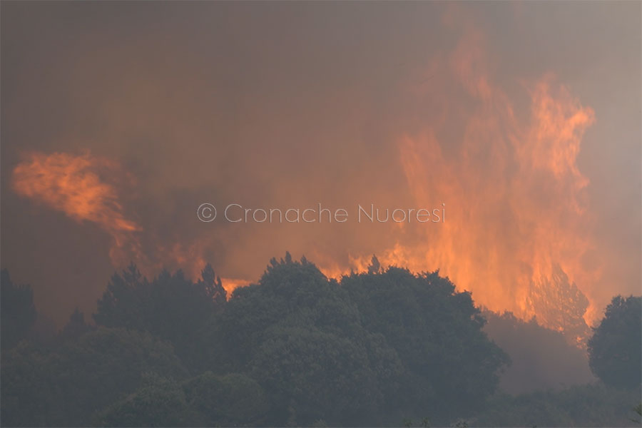 Coldiretti. I Giovani agricoltori a Sennariolo per non dimenticare i danni dell’incendio