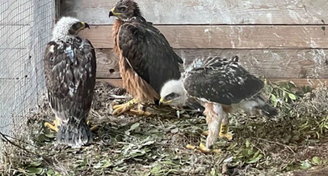 Le aquile del Bonelli ospiti nel parco di Tepilora