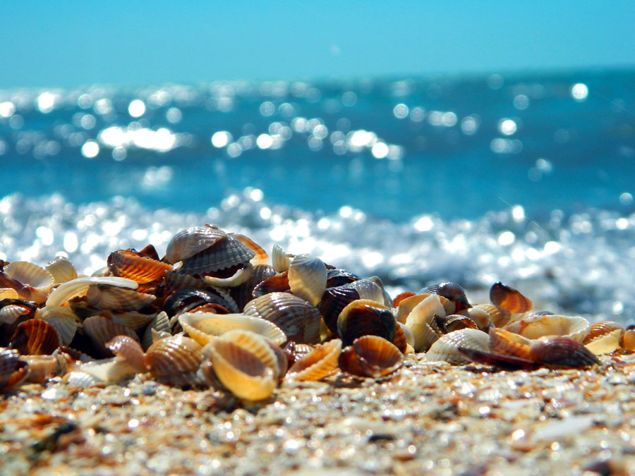 Turisti sorpresi (grazie a una segnalazione) a prelevare conchiglie, valve e sassi nella spiaggia di Budoni: 4mila euro di multa