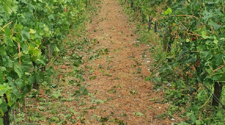 Raccolti devastati tra la Barbagia e la Baronia da piogge e grandine: si contano i danni