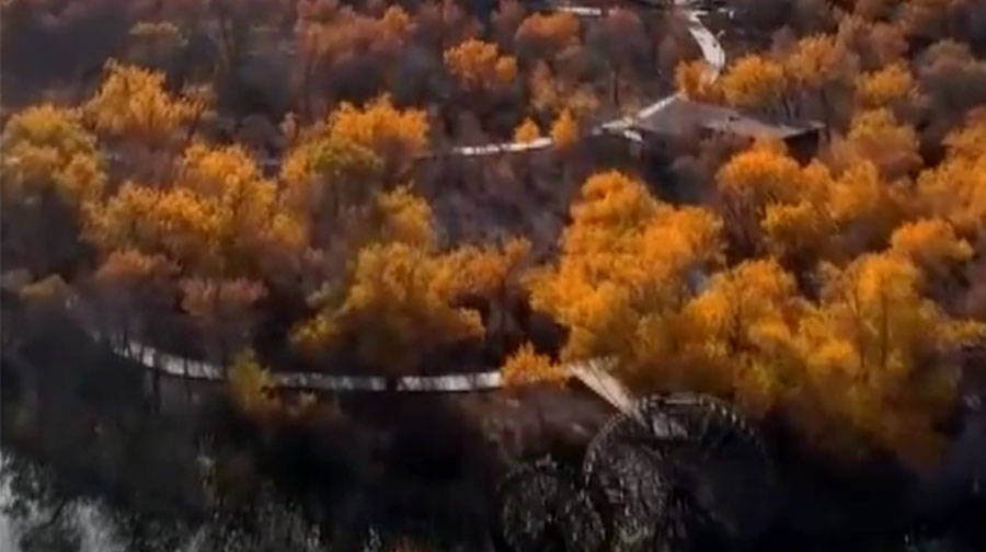 Cina: Xinjiang, uno sguardo alle foreste di pioppi del deserto – VIDEO