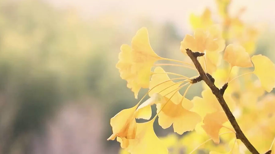 Foglie dorate di 3 mila alberi di ginkgo in un villaggio dell’Hunan