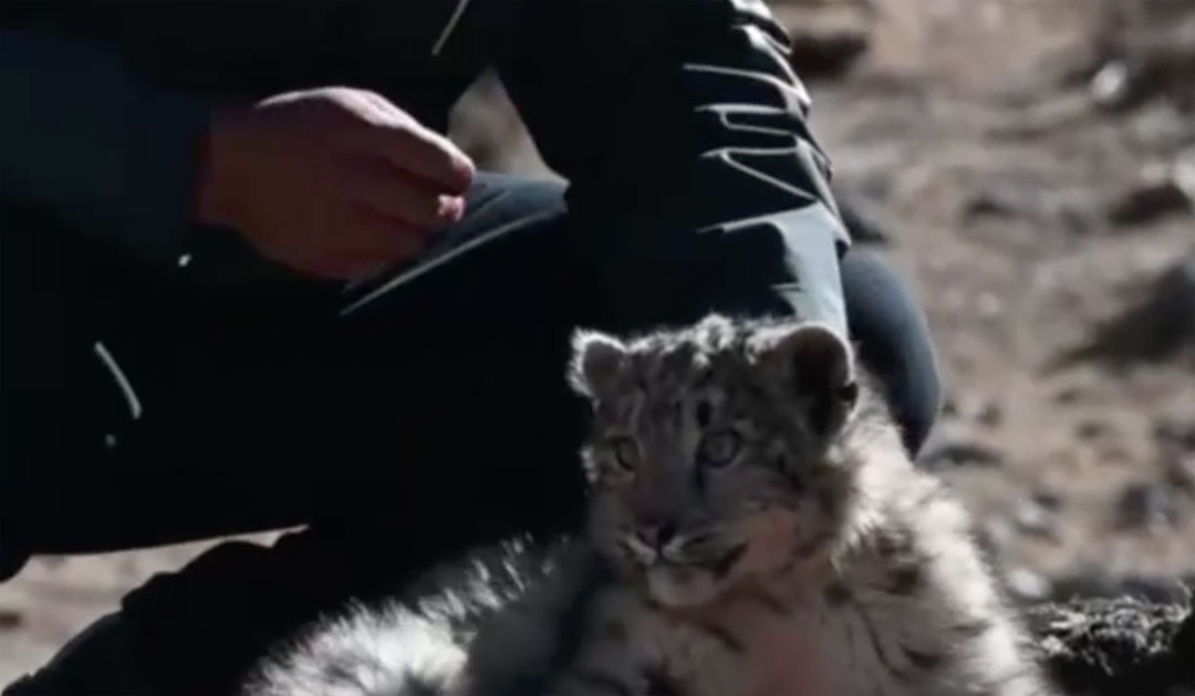 Cina: Tibet, leopardo delle nevi liberato in natura – VIDEO