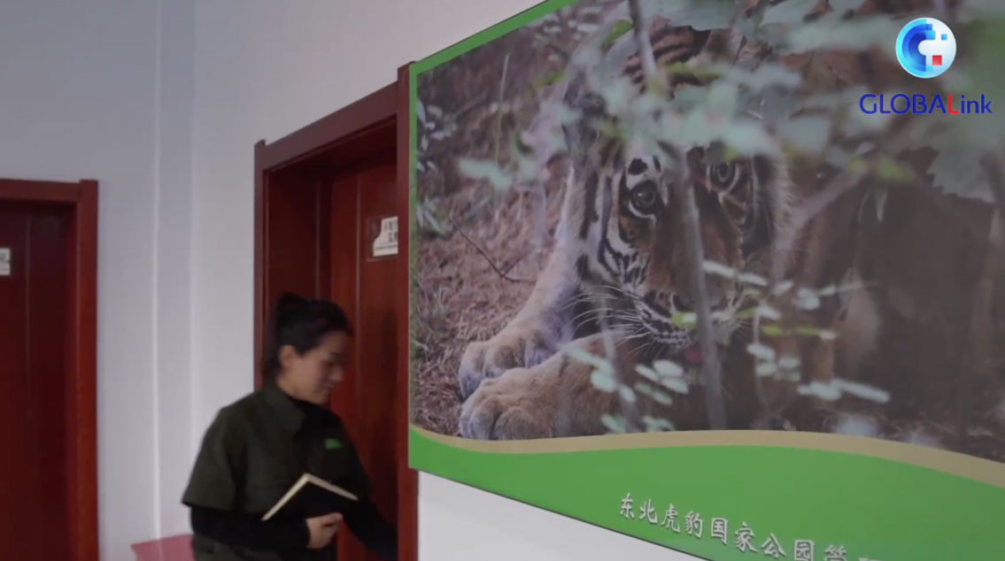 Cina: ricercatrice identifica esemplari di tigre siberiana nello Jilin – VIDEO