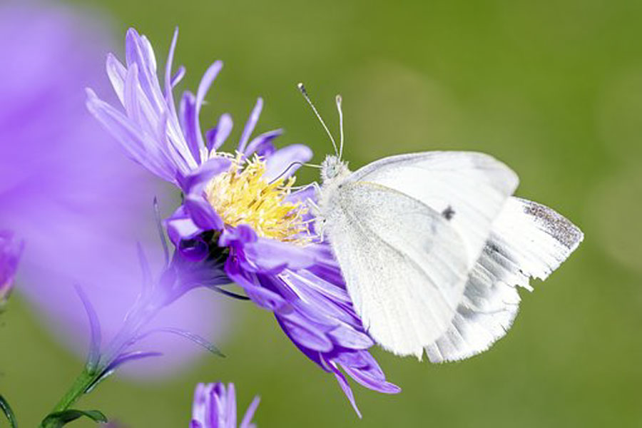 Xi sottolinea l’elevazione della governance globale della biodiversità ad un nuovo livello