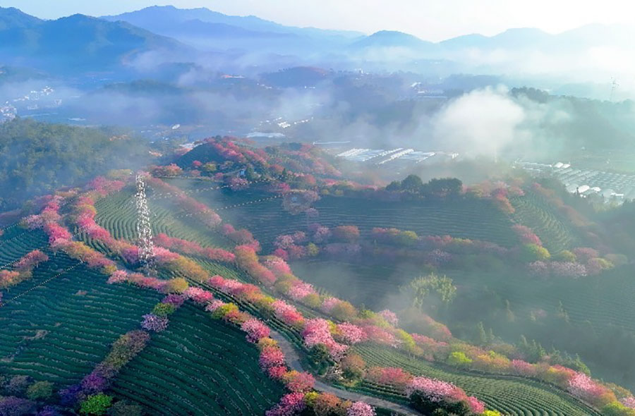 Cina: fiori di ciliegio sbocciano nel Fujian