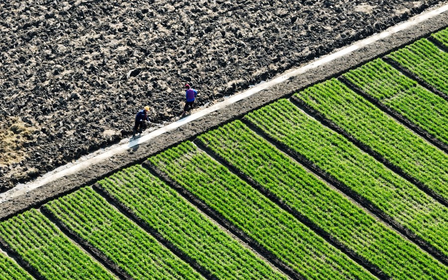 Cina: importati materiali per agricoltura da Paesi della Belt and Road