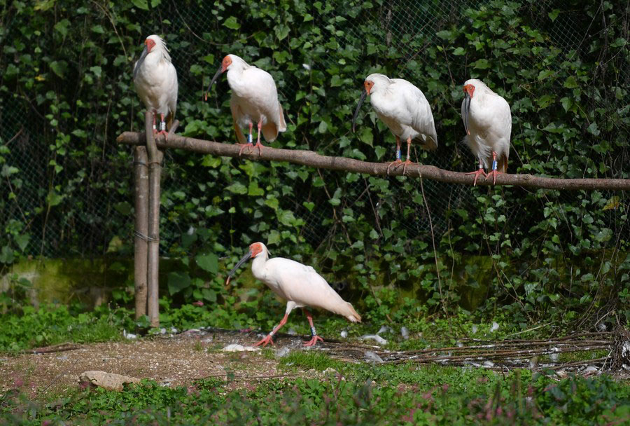 Cina: popolazione globale di ibis crestati supera i 9,000