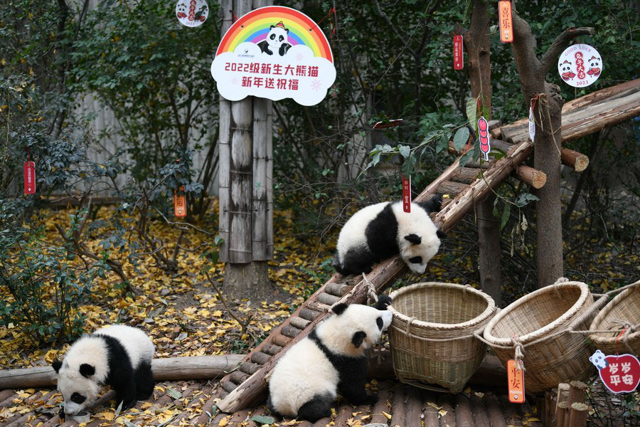 Cina: cuccioli di panda salutano i visitatori prima del nuovo anno