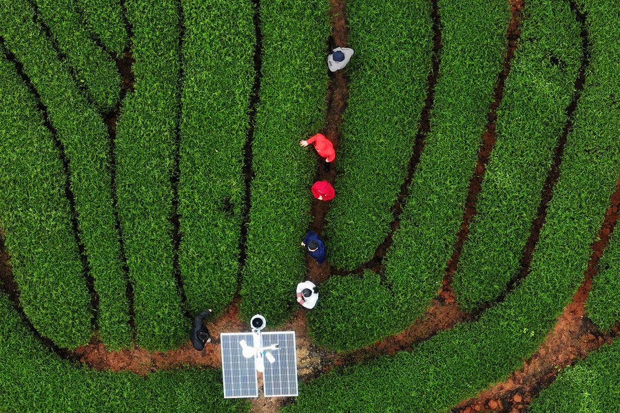 Cina: Fujian, le tecniche di produzione del tè roccia di Wuyi