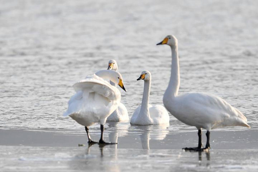 Cina: progressi nella protezione ecologica del Fiume Giallo