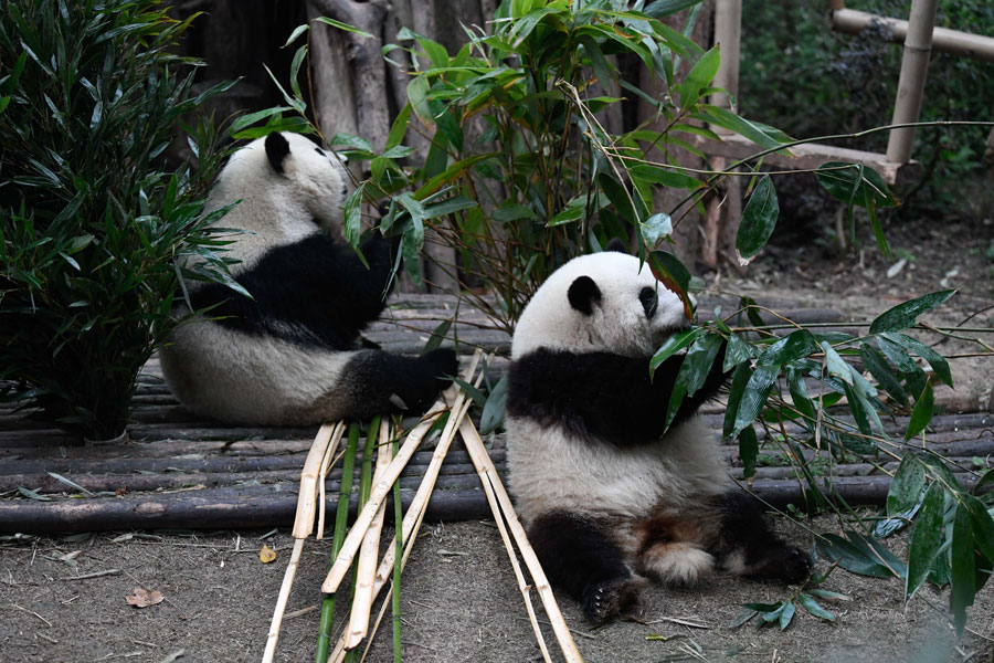 Membri dello staff salutano la coppia di panda giganti