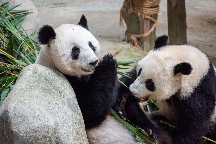 Panda giganti in un centro per la conservazione in Malesia