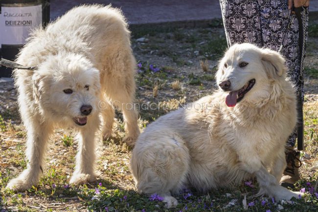 Alcuni cani del canile di Nuoro