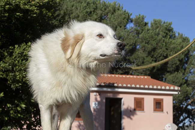 Uno dei cani del canile di Nuoro