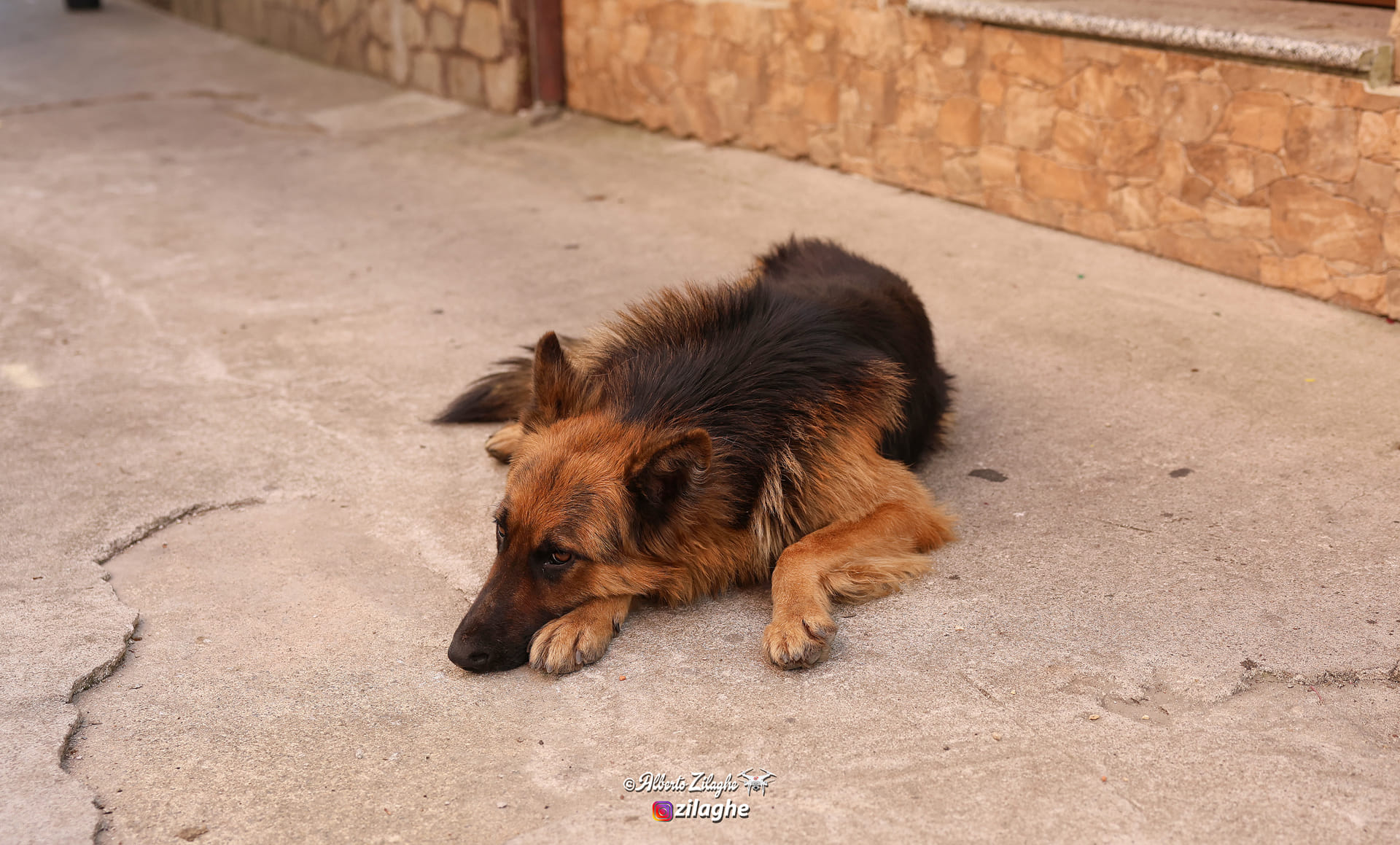 Snoopy come Hachiko: a Desulo un cane continua ad attendere il padrone morto