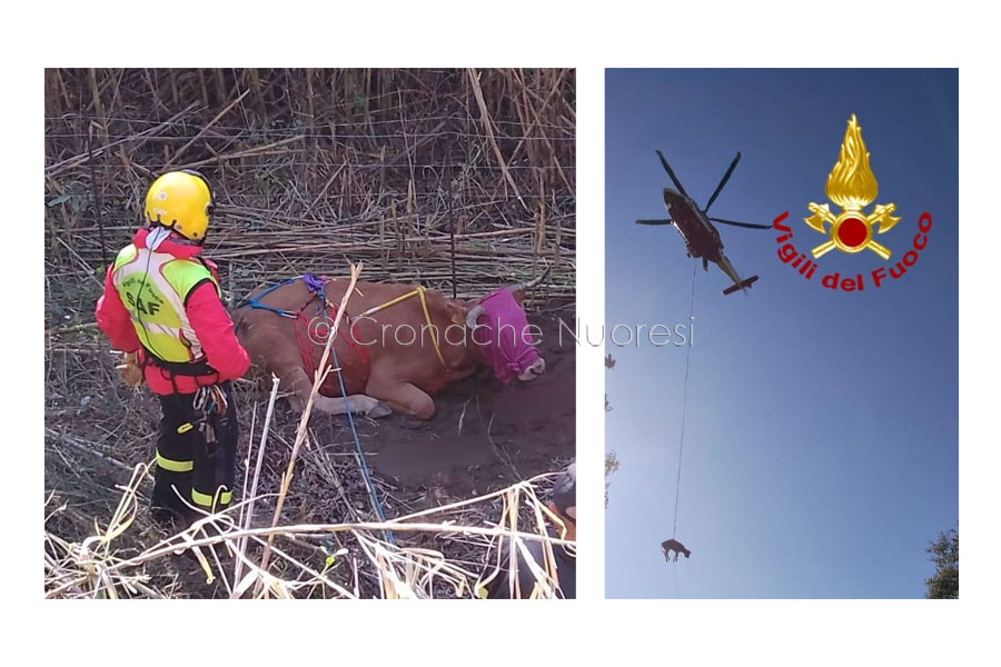 Animali in difficoltà nel Nuorese e in Ogliastra: salvati dagli angeli del soccorso