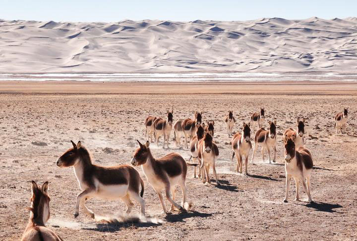 Cina: corsa di robot umanoidi nel Gobi