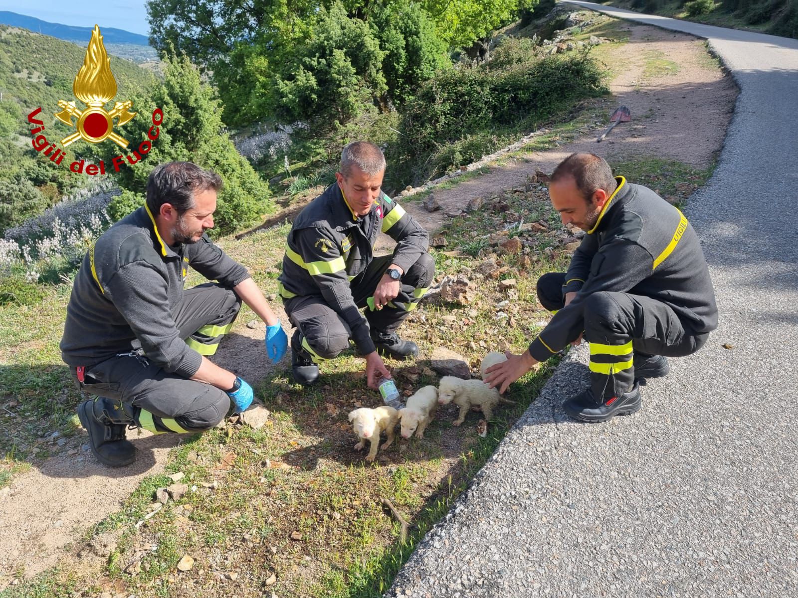 Cuccioli chiusi in un sacco e nascosti dentro una tubatura: alcuni sono morti gli altri salvati dai VVF