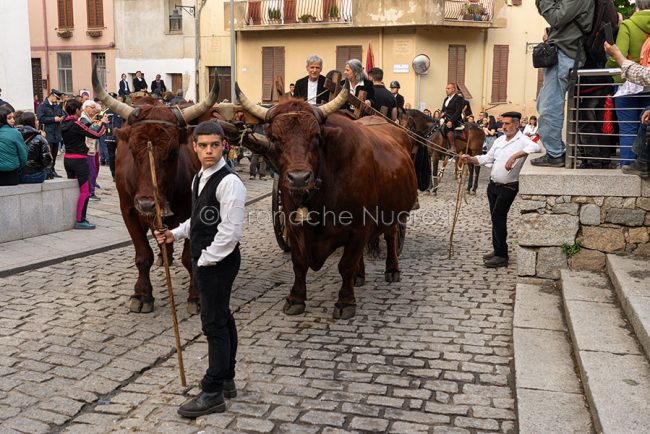 Nuoro, il carro coi priori uscenti di San Francesco di Lula al Rosario (foto S.Novellu)