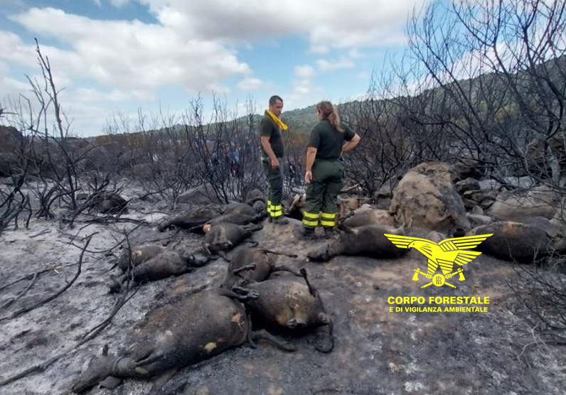 Oltre 10 gli incendi oggi in Sardegna: in 4 casi necessario l’intervento di elicotteri e canadair