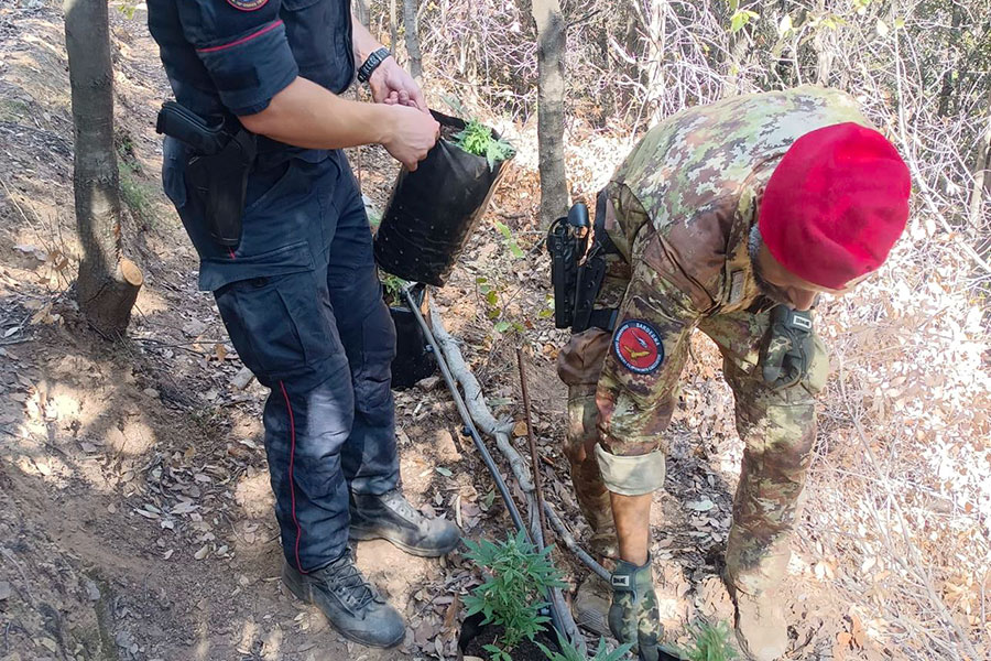 I Carabinieri scoprono 1048 piante di marijuana a Talana: bruciati introiti per 2,5 milioni di euro