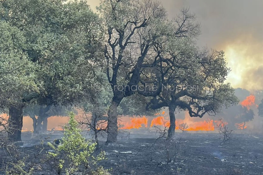 Mega incendio a Nuoro. La rabbia degli allevatori: “Abbiamo difeso le nostre aziende con le frasche”