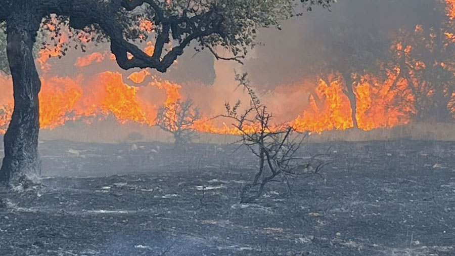 Nuoro assediata dal fuoco: divorati 700 ettari tra boschi e pascoli