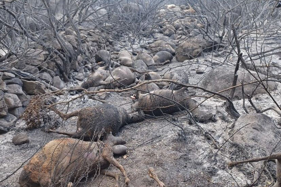 A Orotelli  centinaia di animali morti e ettari di terreni in fumo: allevatori in ginocchio per colpa degli incendi