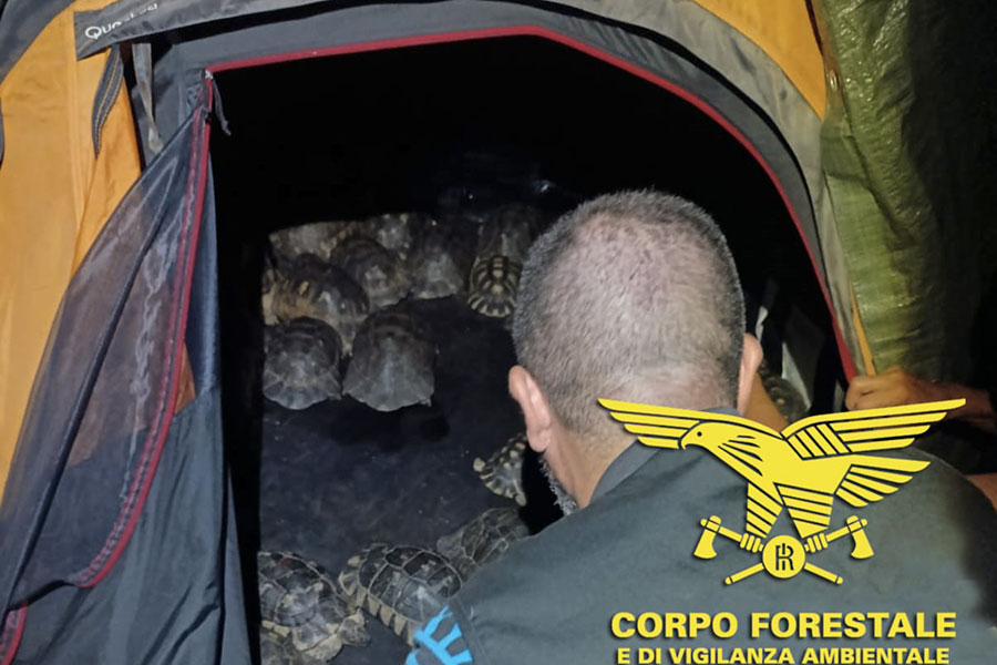 Capo Coda Cavallo. 54 tartarughe a rischio estinzione tenute illegalmente dentro una tenda: interviene il Corpo Forestale