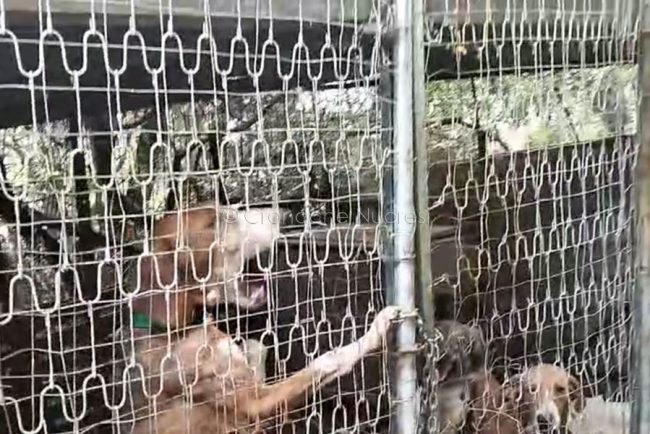 Cani da caccia maltrattati a Siniscola